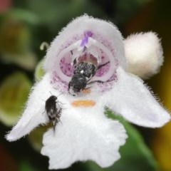 Microvalgus sp. (genus) (Flower scarab) at ANBG - 19 Nov 2020 by TimL
