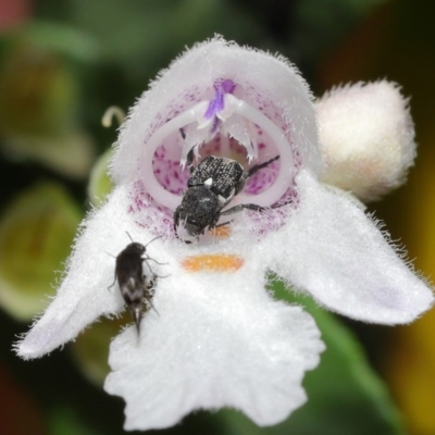 Microvalgus sp. (genus) (Flower scarab) at ANBG - 19 Nov 2020 by TimL