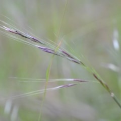 Nassella neesiana (Chilean Needlegrass) at Wamboin, NSW - 20 Nov 2020 by natureguy