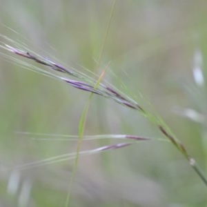 Nassella neesiana at Wamboin, NSW - 20 Nov 2020