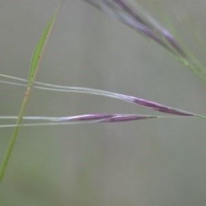 Nassella neesiana at Wamboin, NSW - 20 Nov 2020