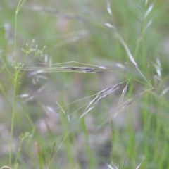 Nassella neesiana at Wamboin, NSW - 20 Nov 2020