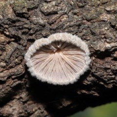 Schizophyllum commune (Split Gill Fungus) at Acton, ACT - 19 Nov 2020 by Tim L