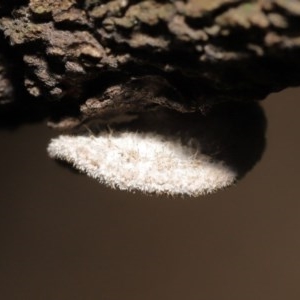 Schizophyllum commune at Acton, ACT - 20 Nov 2020 01:55 AM