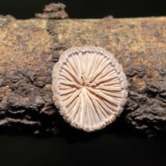 Schizophyllum commune at Acton, ACT - 20 Nov 2020 01:55 AM