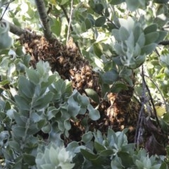 Apis mellifera (European honey bee) at Higgins, ACT - 19 Nov 2020 by AlisonMilton