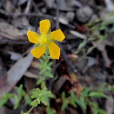 Hypericum gramineum (Small St Johns Wort) at Yass River, NSW - 19 Nov 2020 by SenexRugosus