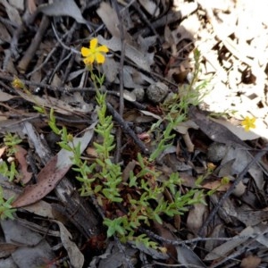 Hypericum gramineum at Yass River, NSW - 19 Nov 2020