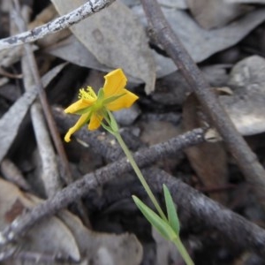 Hypericum gramineum at Yass River, NSW - 19 Nov 2020 11:25 PM