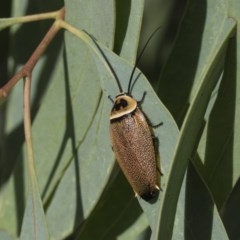 Ellipsidion australe (Austral Ellipsidion cockroach) at Scullin, ACT - 20 Nov 2020 by AlisonMilton