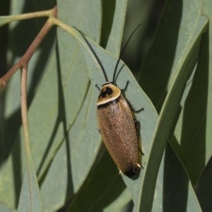 Ellipsidion australe at Scullin, ACT - 20 Nov 2020