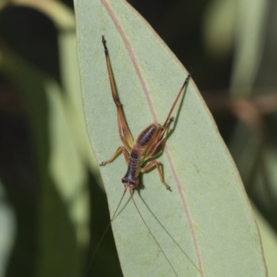 Torbia viridissima (Gum Leaf Katydid) at Scullin, ACT - 20 Nov 2020 by AlisonMilton