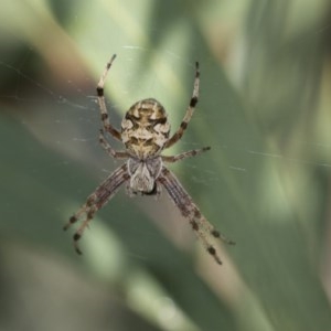 Backobourkia sp. (genus) at Scullin, ACT - 20 Nov 2020