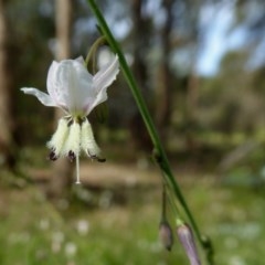 Arthropodium milleflorum (Vanilla Lily) at Yass River, NSW - 20 Nov 2020 by SenexRugosus