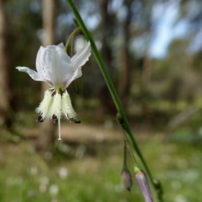 Arthropodium milleflorum (Vanilla Lily) at Yass River, NSW - 20 Nov 2020 by SenexRugosus