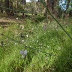 Arthropodium milleflorum at Yass River, NSW - 21 Nov 2020 05:10 AM