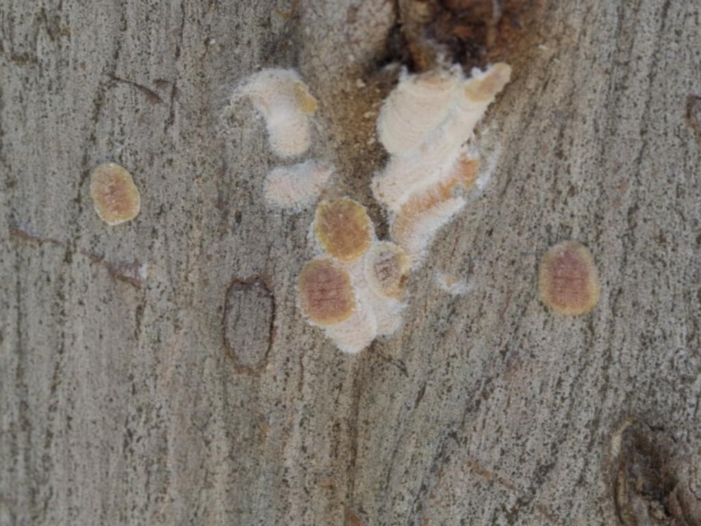 Eriococcidae sp. on Eucalyptus blakelyi at Hawker, ACT - 20 Nov 2020