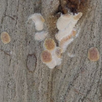 Eriococcidae sp. on Eucalyptus blakelyi (Felted scale on Eucalyptus blakelyi) at Hawker, ACT - 20 Nov 2020 by AlisonMilton