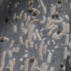 Eriococcidae sp. on Eucalyptus blakelyi at Hawker, ACT - 20 Nov 2020