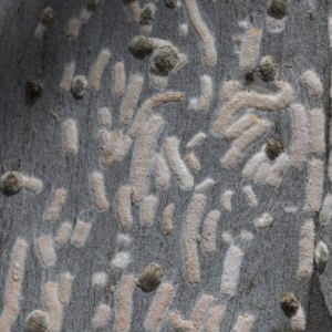 Eriococcidae sp. on Eucalyptus blakelyi at Hawker, ACT - 20 Nov 2020