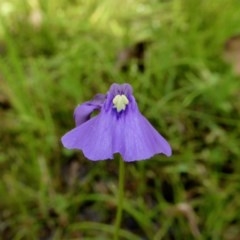Utricularia dichotoma (Fairy Aprons, Purple Bladderwort) at Yass River, NSW - 21 Nov 2020 by SenexRugosus