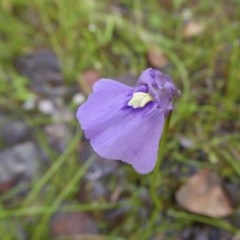 Utricularia dichotoma at Yass River, NSW - 21 Nov 2020