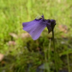 Utricularia dichotoma at Yass River, NSW - 21 Nov 2020