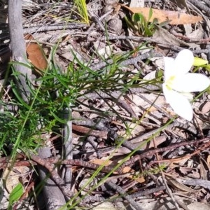 Cheiranthera linearis at Gundaroo, NSW - 20 Nov 2020 11:12 PM