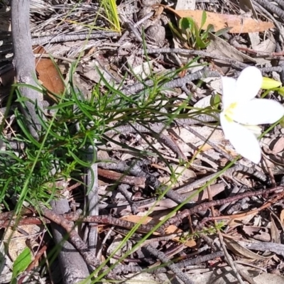 Cheiranthera linearis (Finger Flower) at Gundaroo, NSW - 20 Nov 2020 by MaartjeSevenster