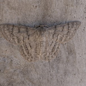 Crypsiphona ocultaria at Hawker, ACT - 20 Nov 2020