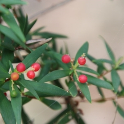 Leucopogon affinis (Lance Beard-heath) at Broulee Moruya Nature Observation Area - 20 Nov 2020 by LisaH