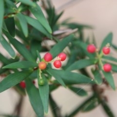 Leucopogon affinis at Moruya, NSW - 20 Nov 2020