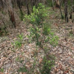 Leucopogon affinis at Moruya, NSW - suppressed