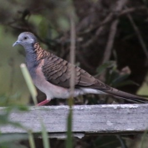 Geopelia humeralis at Guerilla Bay, NSW - 21 Nov 2020