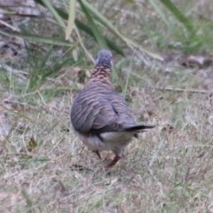 Geopelia humeralis at Guerilla Bay, NSW - 21 Nov 2020 07:43 AM