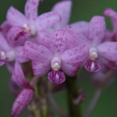 Dipodium roseum (Rosy Hyacinth Orchid) at Guerilla Bay, NSW - 20 Nov 2020 by LisaH