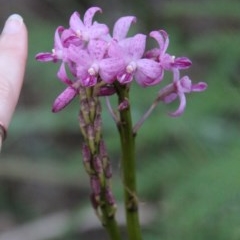 Dipodium roseum at Guerilla Bay, NSW - 21 Nov 2020