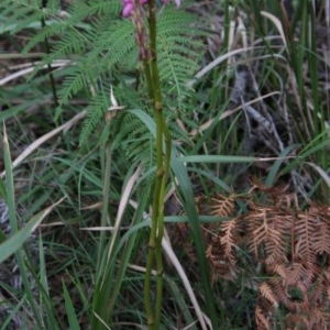 Dipodium roseum at Guerilla Bay, NSW - 21 Nov 2020