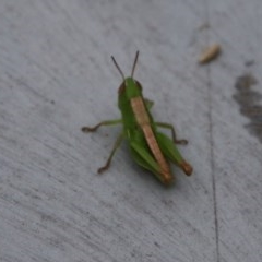 Acrididae sp. (family) (Unidentified Grasshopper) at Moruya, NSW - 21 Nov 2020 by LisaH