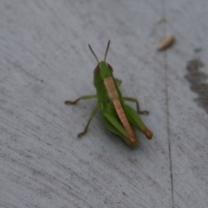 Acrididae sp. (family) at Moruya, NSW - suppressed