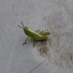 Acrididae sp. (family) at Moruya, NSW - suppressed