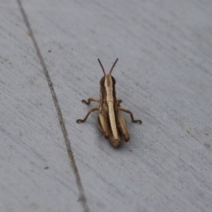 Acrididae sp. (family) at Moruya, NSW - suppressed