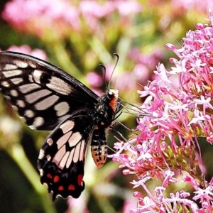 Papilio anactus at Crooked Corner, NSW - 21 Nov 2020