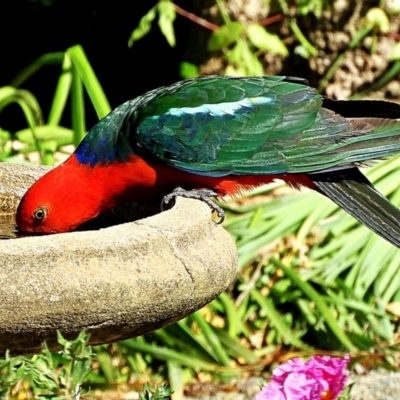 Alisterus scapularis (Australian King-Parrot) at Crooked Corner, NSW - 17 Nov 2020 by Milly