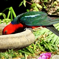 Alisterus scapularis (Australian King-Parrot) at Crooked Corner, NSW - 16 Nov 2020 by Milly