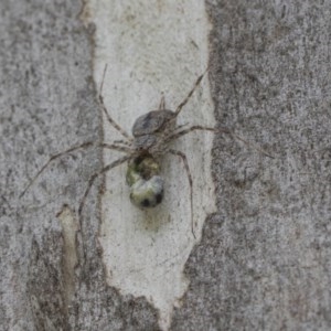 Tamopsis sp. (genus) at Hawker, ACT - 21 Nov 2020