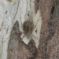 Tamopsis sp. (genus) at Hawker, ACT - 21 Nov 2020