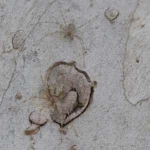 Tamopsis sp. (genus) at Hawker, ACT - 21 Nov 2020