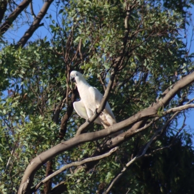 Cacatua galerita (Sulphur-crested Cockatoo) at Gundaroo, NSW - 20 Nov 2020 by Gunyijan