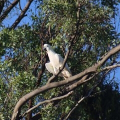 Cacatua galerita (Sulphur-crested Cockatoo) at Gundaroo, NSW - 19 Nov 2020 by Gunyijan